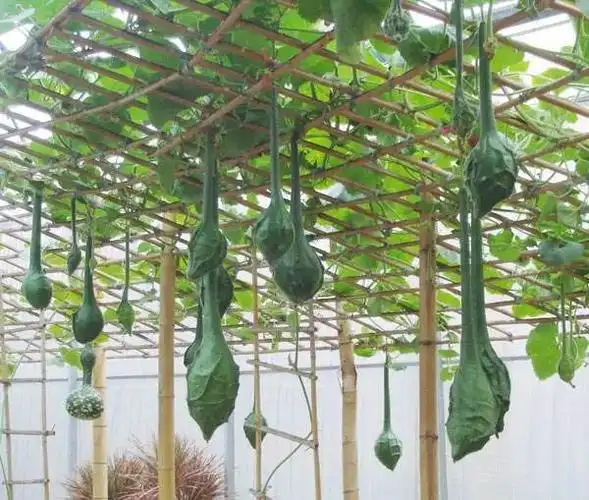 纯爷们才敢挑战的巨型文玩葫芦