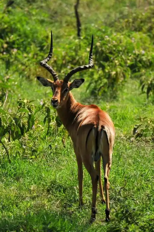 非洲的羚羊(徐长德摄影)