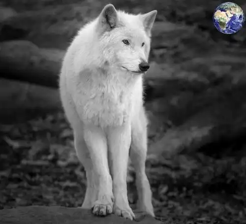 银狼-exo:跟我们走吧-话本小说网