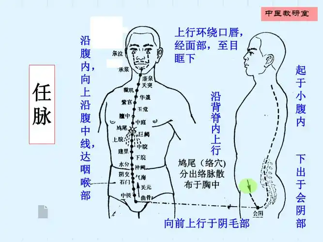 最新针灸15任脉ppt文档