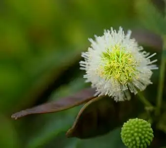 蓟 苏格兰的国徽摄影图