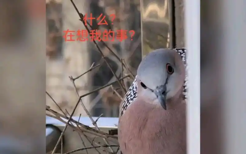 11月互助(一些傻咕咕表情包)