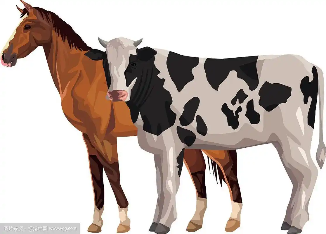 马和牛