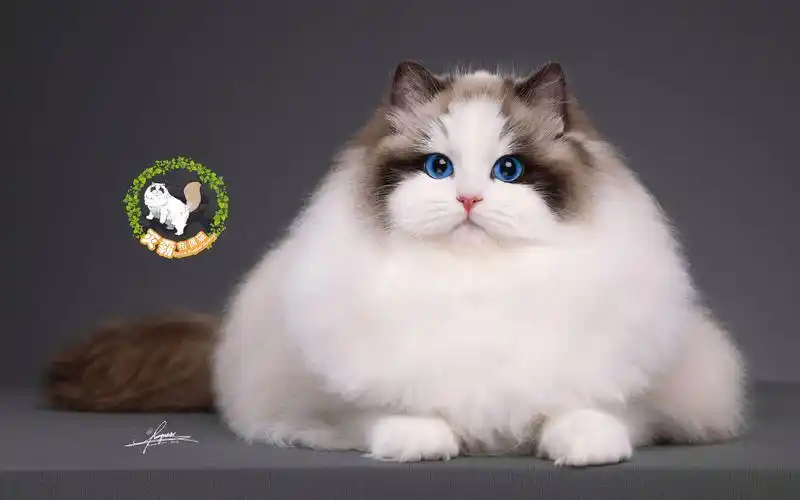 【灭霸布偶猫】尼雅妹妹