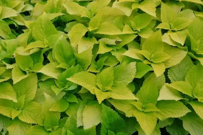 绿色彩叶草,原创拍摄__财经头条