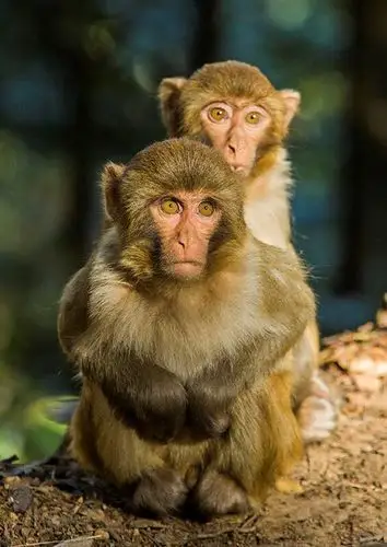 这是猴子的爱情,每个渴望爱情的人都希望这样紧紧拥抱,传递爱的体温