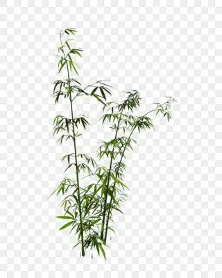 竹子平面图片