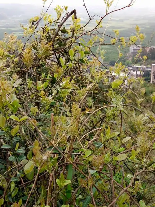 莓茶(藤茶)是真正的"茶王"