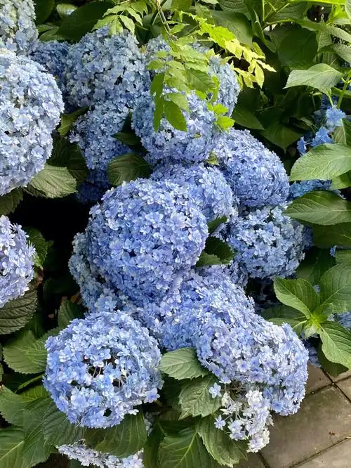 绣球的花语无尽夏