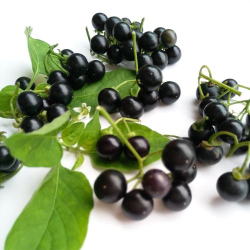 新鲜现摘龙葵果250g包邮顺丰现采龙葵鲜果黑天天野果中药材可食用