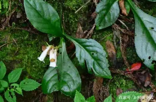 降龙草|不止治疗蛇伤那么简单,还可广泛用于各种皮肤病