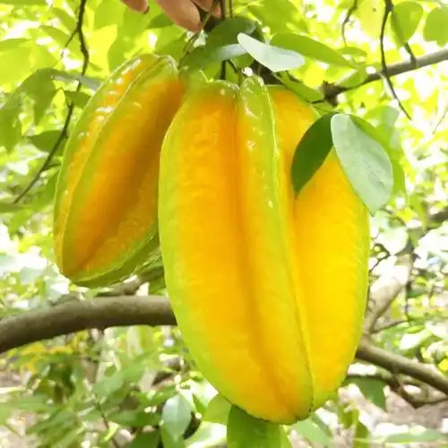 当季新鲜水果农家现摘杨桃