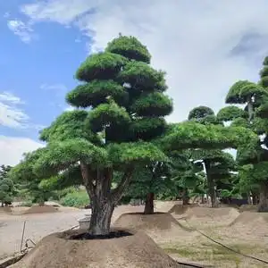 罗汉松大树庭院盆景树迎客松黑松造型树别墅大型日本罗汉松绿树苗