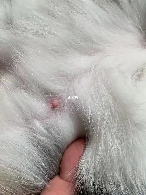 这个内内头,是不是有喜了#猫咪怀孕  #记录猫咪怀孕  #曼基康矮脚猫