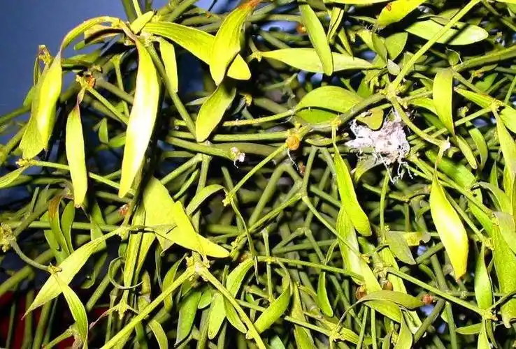 寄生植物是怎么生存的 寄生植物的生存方式_大全-幸福起航