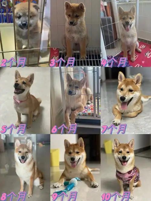 柴犬颜值