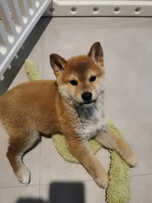 柴犬尴尬期可太尴尬了