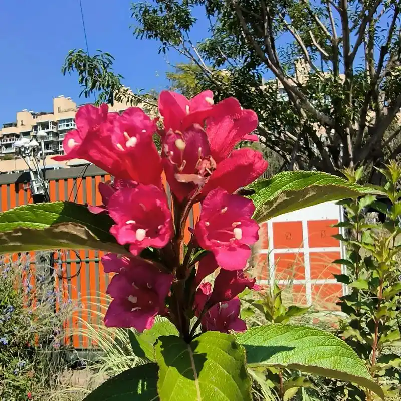 每日一花红王子锦带花花语前程似锦健康长寿生机勃勃