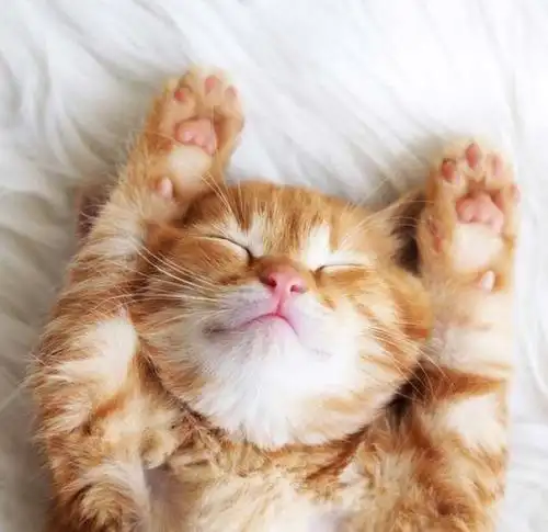 可爱猫咪睡觉头像图片