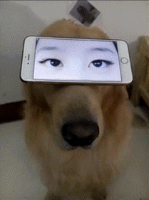 宠物搞笑眼神美丽gif动图_动态图_表情包下载_soogif