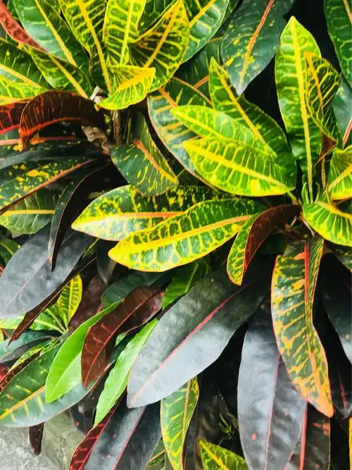 《花木情缘》专辑2一一一变叶木,别名洒金榕.