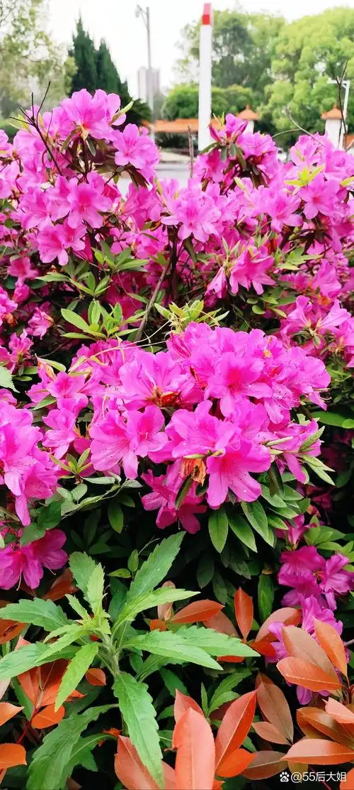这张杜鹃花照片真是太美啦!