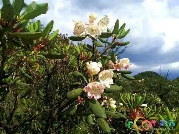 粽子上市木耳花开秋城昭通的端午节风俗风光各有特色
