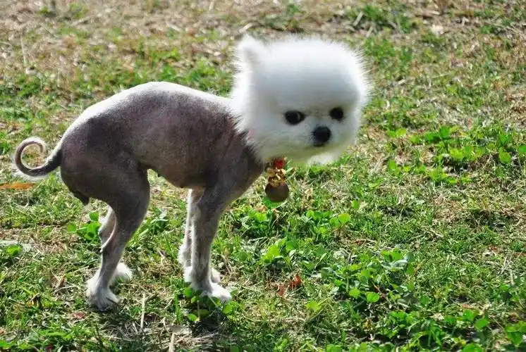 狗狗剪毛多少钱一次(辟谣) - 价格百科