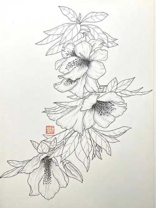 针管笔临摹152杜鹃