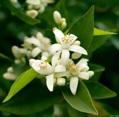 桔子树开花如何保花保果