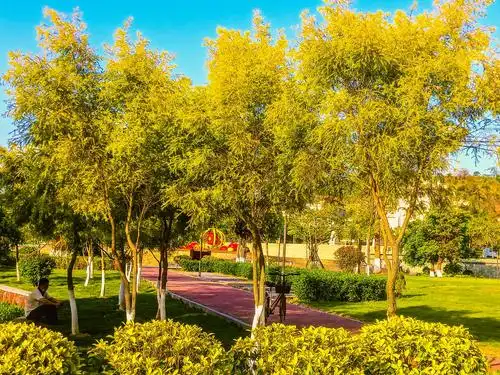 满城黄金,金串钱柳