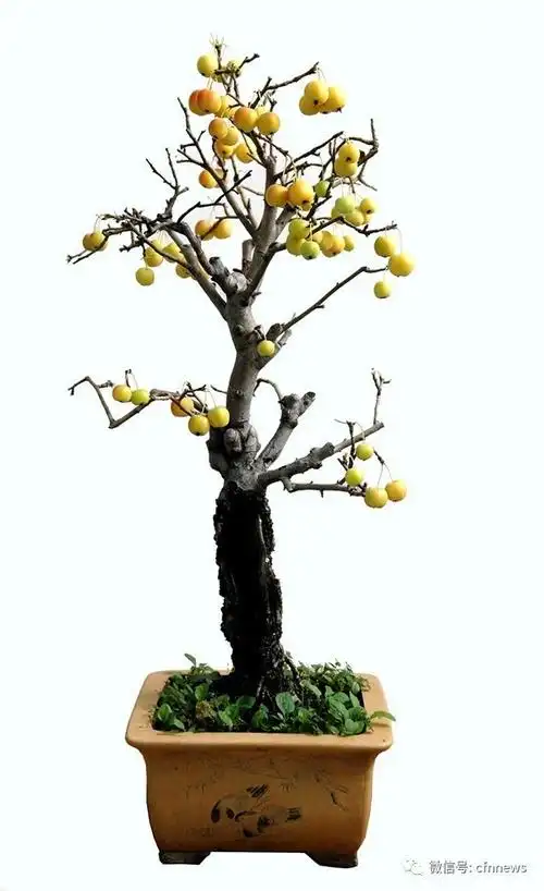 干货来了——冬红果盆景制作方法
