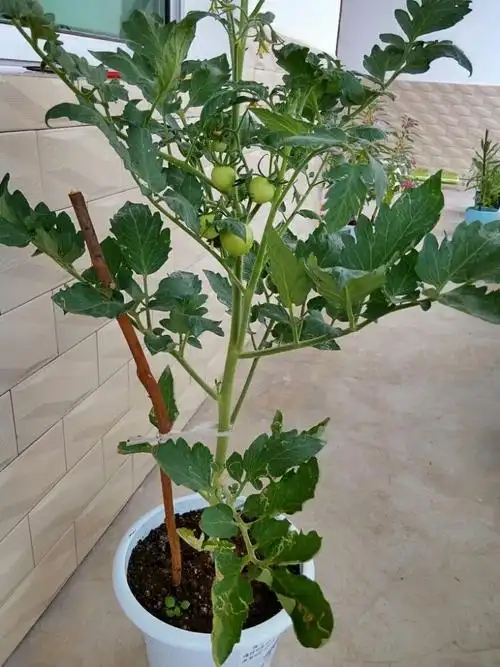 盆栽番茄 - 美篇