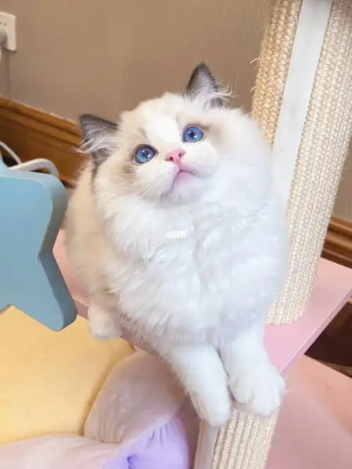 布偶猫找家两个馒头脸小盆友