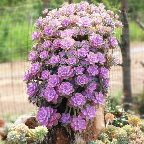 紫乐植物多肉老桩群生悬崖多头超大肉肉盆栽阳台好养精品蒂亚绿植