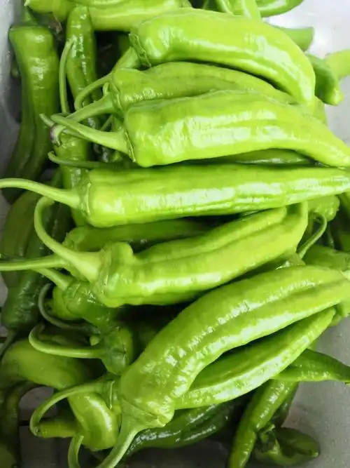 新鲜薄皮辣椒青椒虎皮椒蔬菜农家自种青椒微辣应季蔬菜 5斤