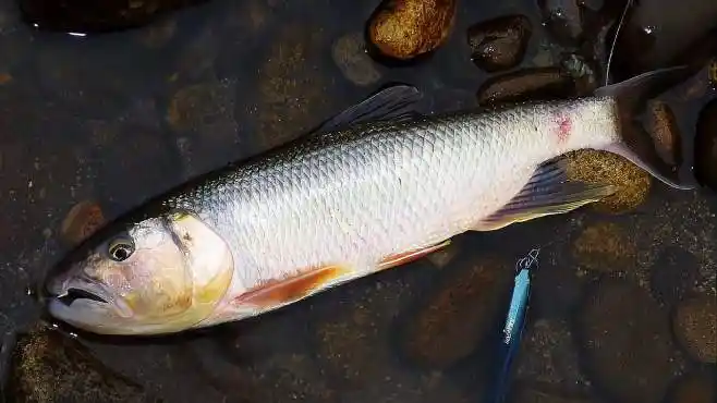 东北马口鱼还叫肉滚子鱼!谁来指导一下怎么做好吃!