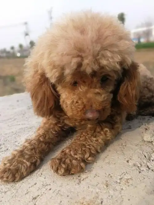 卷毛,大耳朵,很像泰迪,但没有常见的泰迪腿长,也比常见的泰迪温顺很多