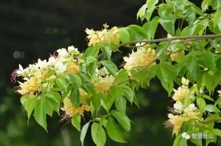 台山网红打卡地水步草坪村鱼木树花开这般美景赶紧走起