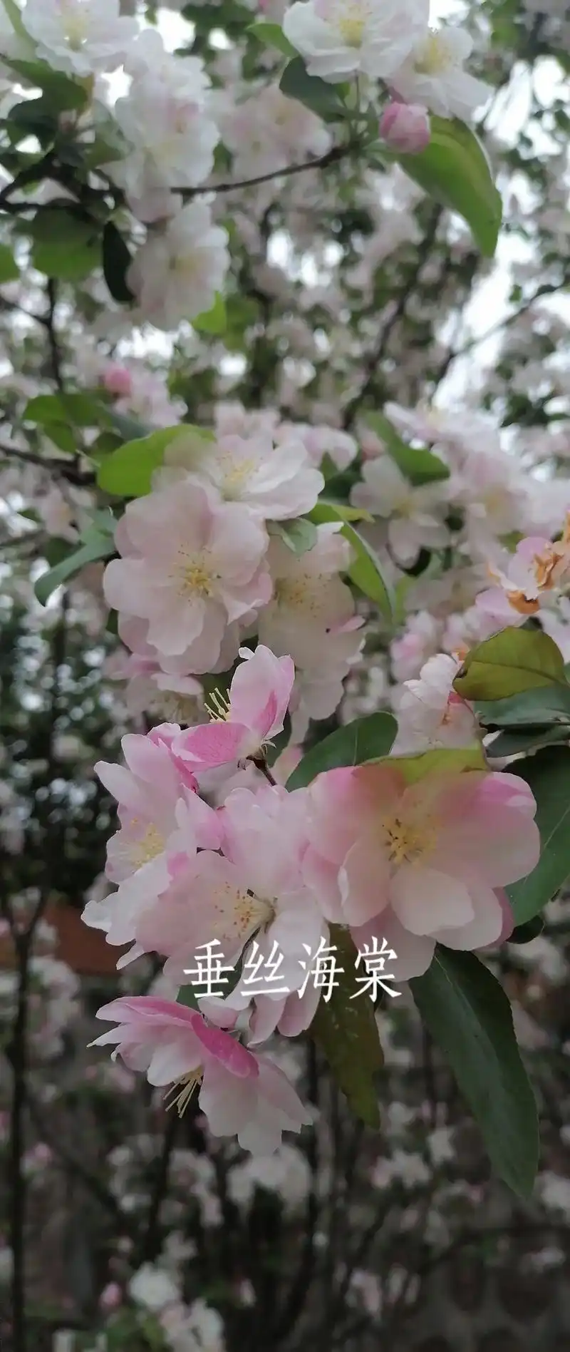 垂丝海棠～～  垂丝海棠的别名叫思乡草,所以象征着游子思乡, - 抖音