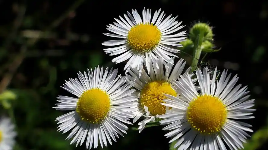 玛格丽特花_唯美_东方摄影_全球领先中文摄影网!