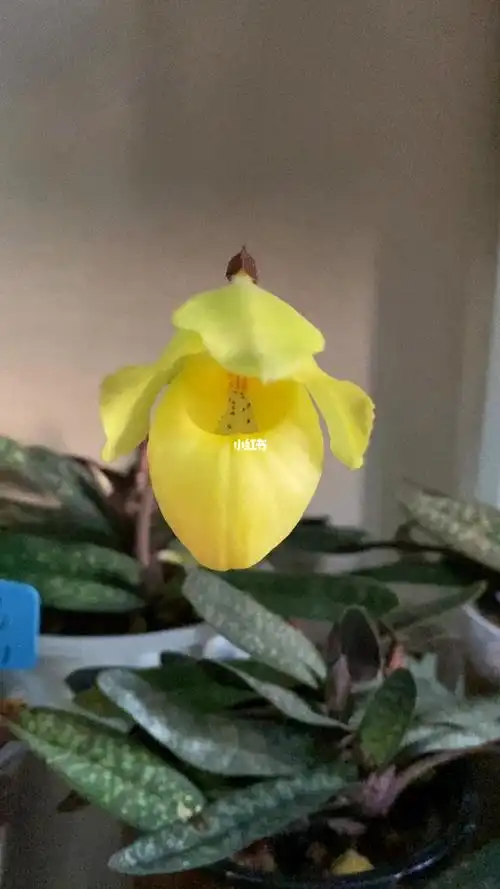 历时50天我的金童兜兰终于开花了