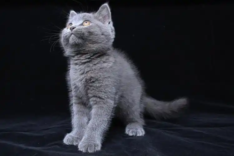 2022-04-15生蓝猫弟弟妹妹各一只 长得像小偿坐标顺义#北京猫咪领养