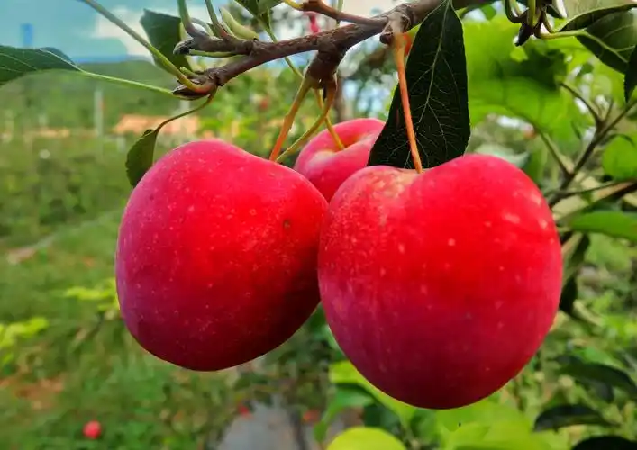 平泉市尚泽果业有限公司