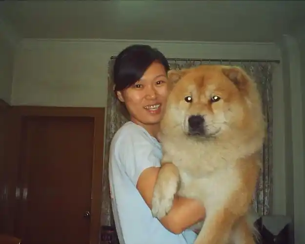 松狮串串来报名