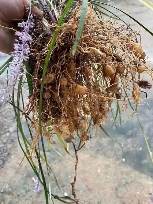 包邮 神农架野生麦冬180g