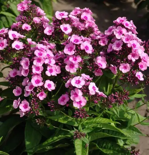 欧石竹(粉贝)p10cm盆苗  耐寒耐热多年生宿根花卉 会开花的草坪