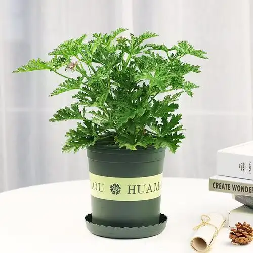 驱蚊草盆栽室内驱蚊驱虫植物阳台室内清香木绿植好养新鲜净化空气驱蚊