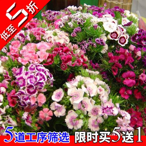五彩石竹种子草花美国石竹须苞常夏石竹多年生宿根花卉种子十样锦