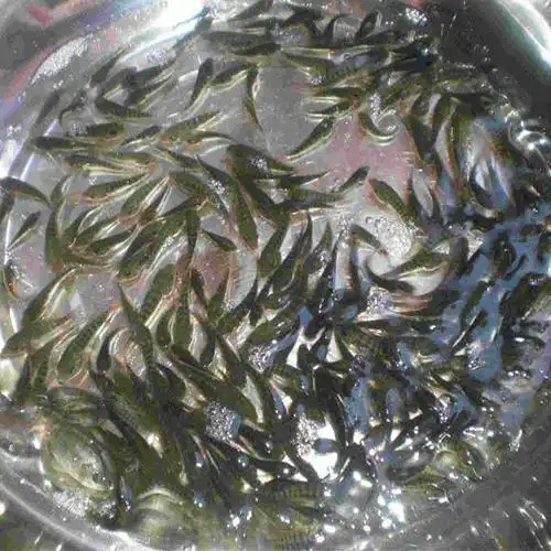 冬片鱼种苗鲜活水产 鱼苗小鱼苗批发